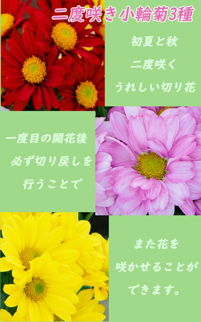 二度咲き 小菊 3種 セット 苗 7.5cmポット キク 花苗 切り花 お供え