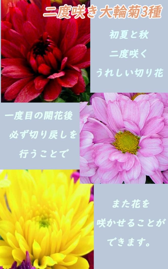 二度咲き 大輪菊 3種 セット 苗 7.5cmポット キク 花苗 切り花 お供え