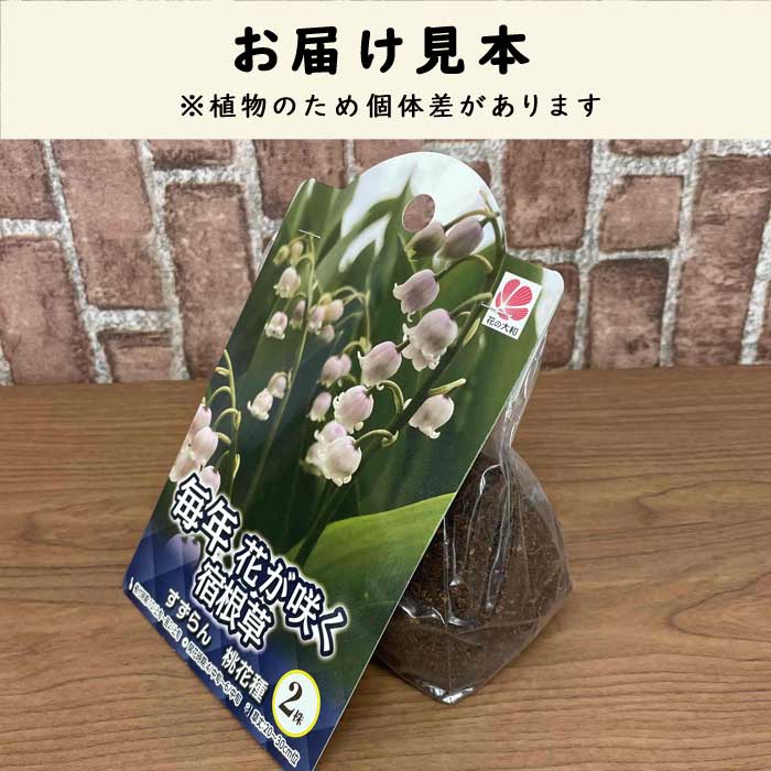 すずらん スズラン 鈴蘭 桃花種 球根 2株 ピンク 小花 可憐 宿根草 冬