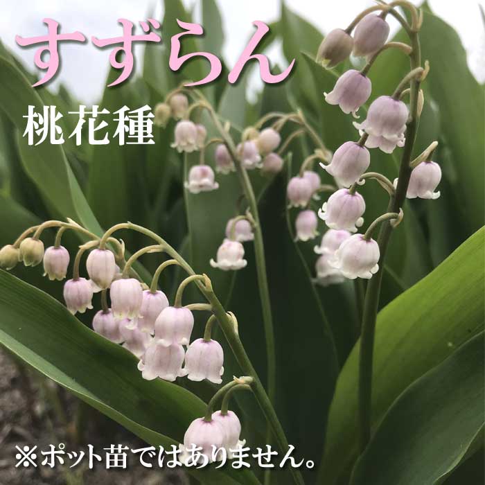 すずらん スズラン 鈴蘭 桃花種 球根 2株 ピンク 小花 可憐 宿根草 冬