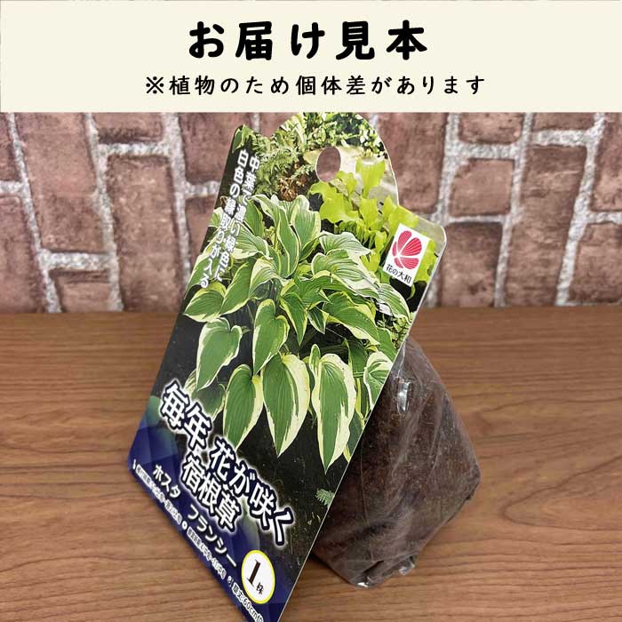 ホスタ　フランシー ホスタ フランシー 球根 1株 日陰 半日陰 シェード ギボウシ 冬植え