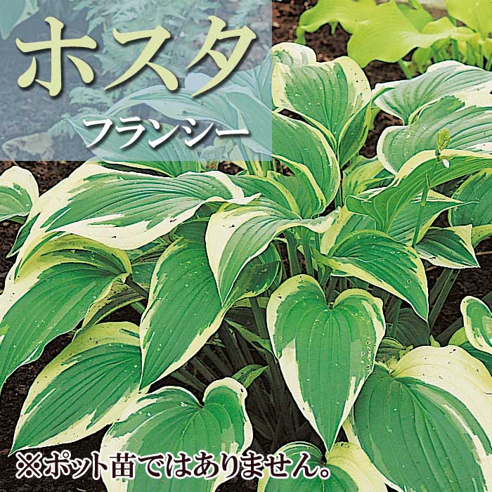 ホスタ　フランシー ホスタ フランシー 球根 1株 日陰 半日陰 シェード ギボウシ 冬植え