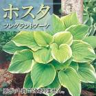 �ۥ��� �ե쥰���ȥ֡��� �庬 1�� ���� Ⱦ���� �������� ���ܥ��� �߿��� ��ǯ�֤��餯�ɺ��� �֤�����