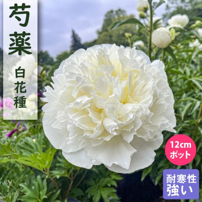 芍薬 苗 12cmポット 白花種 白色 しゃくやく シャクヤク