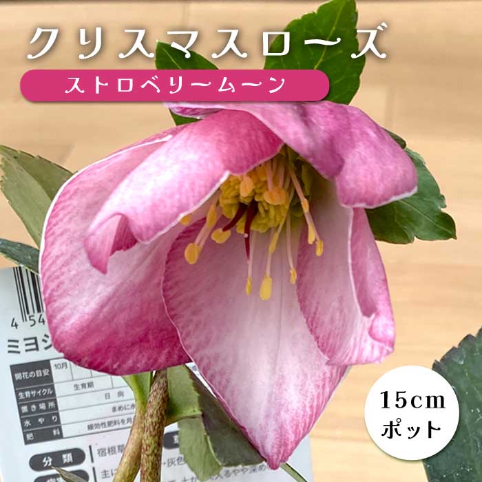 クリスマスローズ 苗 ストロベリームーン メリクロン苗 15cmポット