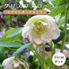 ���ꥹ�ޥ������� �� �ۥ磻�ȥ��������ȥ� ��ꥯ������ 15����ݥå� �� �Ѵ��� �����ǥ˥� �إ�ܥ륹 �ߥ襷