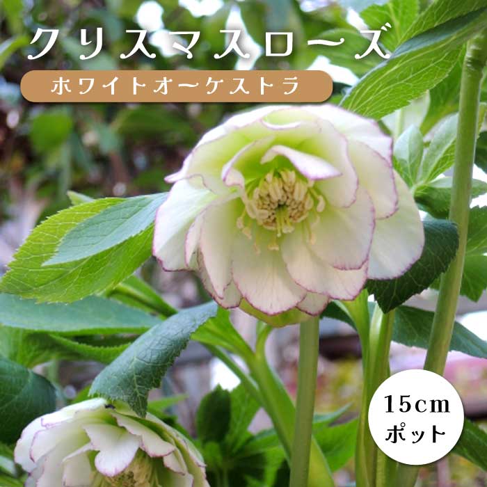 クリスマスローズ 苗 ホワイトオーケストラ メリクロン苗 15cmポット