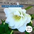 ���ꥹ�ޥ������� �� ���쥬�󥹥����� ��ꥯ������ 15����ݥå� �� ���� �Ѵ��� �����ǥ˥� �إ�ܥ륹 �ߥ襷