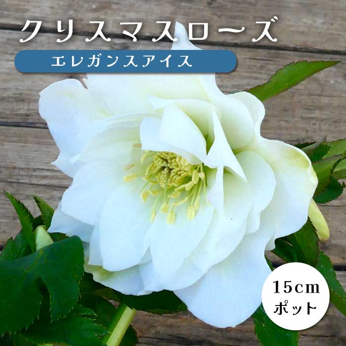 クリスマスローズ 苗 エレガンスアイス メリクロン苗 15cmポット 冬