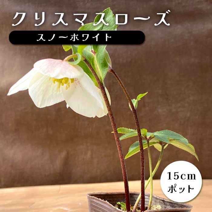 クリスマスローズ 苗 スノーホワイト メリクロン苗 15cmポット 冬