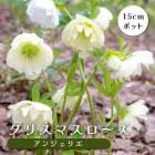 ���ꥹ�ޥ������� �� ���󥸥��ꥨ ��ꥯ������ 15����ݥå� �� ���� �Ѵ��� �����ǥ˥� �إ�ܥ륹 �ߥ襷