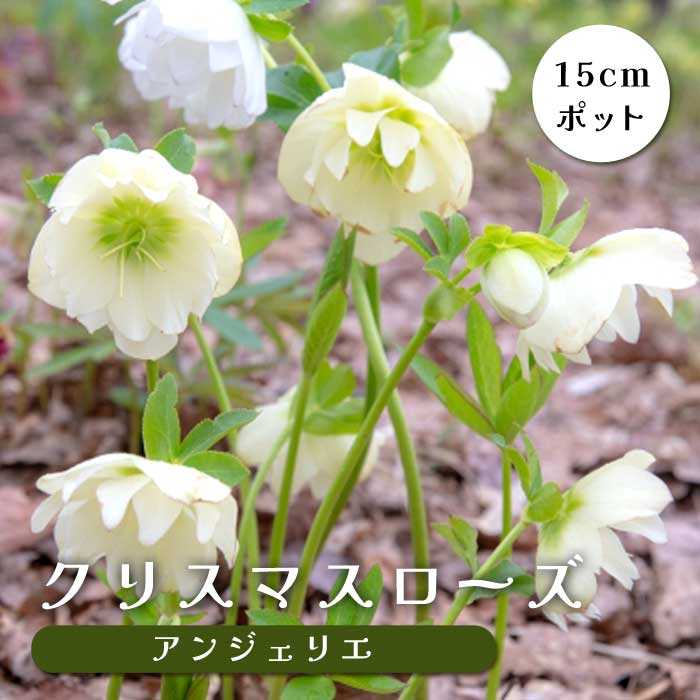 クリスマスローズ　苗 クリスマスローズ 苗 アンジェリエ メリクロン苗 15cmポット 冬 花壇