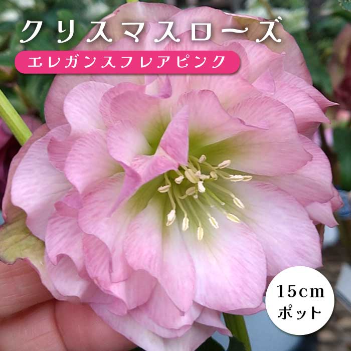 クリスマスローズ苗 クリスマスローズ 苗 エレガンスルージュクリスタル メリクロン苗