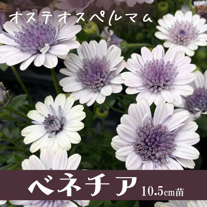 オステオスペルマム ダブルロマン ベネチア 10.5cmポット 苗