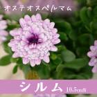 �����ƥ����ڥ�ޥ� ���֥���ޥ� ����� 10.5cm�ݥå� �� ���֥�ʥ��ȥ� �����ǥ˥� �鿴�� �֤�����