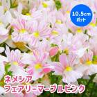 �ͥ᥷�� �� �ե����꡼�ޡ��֥�ԥ� ��10.5cm�ݥå� �� 2������ ���֥�ʥ��ȥ� �ԥ� ���ȥ饤������ �֤�����