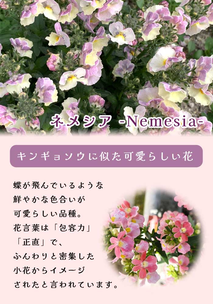 ネメシア 【 フェアリーマーブルピンク 】10.5cmポット 苗 2株植え