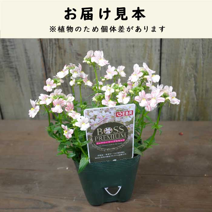 予約・早割】 ネメシア 【 フェアリーマーブルピンク 】10.5cmポット