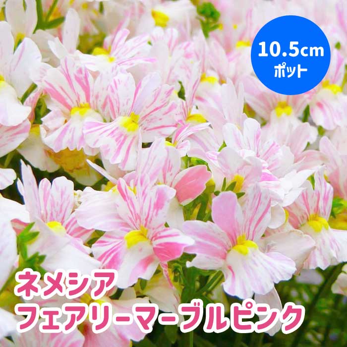 ネメシア 【 フェアリーマーブルピンク 】10.5cmポット 苗 2株植え