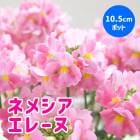 �ͥ᥷�� �᡼�ƥ� �� ���졼�� ��10.5cm�ݥå� �� ���֥�ʥ��ȥ� ˧�� ȭ���� �����ǥ˥� �󤻿��� �֤�����