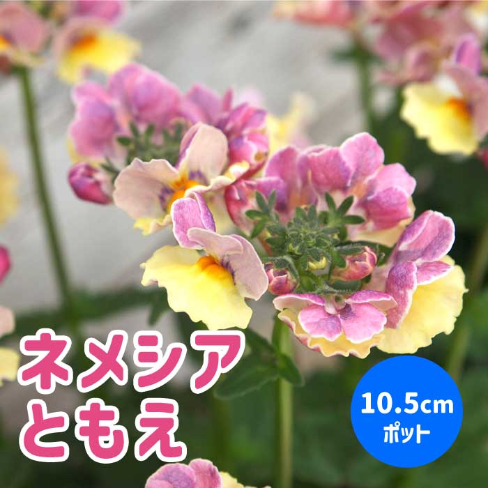 ネメシア メーテル 【 ともえ 】10.5cmポット 苗 ゲブラナガトヨ 芳香
