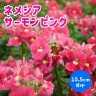 �ͥ᥷�� �᡼�ƥ� �� �������ԥ� ��10.5cm�ݥå� �� ���֥�ʥ��ȥ� ˧�� ȭ���� �����ǥ˥� �󤻿��� �֤�����