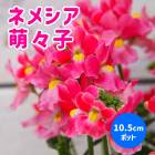 �ͥ᥷�� �᡼�ƥ� �� ˨���� ��10.5cm�ݥå� �� ���֥�ʥ��ȥ� ��⤳ ˧�� ȭ���� �����ǥ˥� �󤻿��� �֤�����