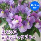 �ͥ᥷�� �᡼�ƥ� �� �ߥ��ƥ�å��֥롼 ��10.5cm�ݥå� �� ���֥�ʥ��ȥ� ˧�� �����ǥ˥� �󤻿��� �֤�����