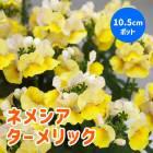 �ͥ᥷�� �᡼�ƥ� �� �������å� ��10.5cm�ݥå� �� ���֥�ʥ��ȥ� ˧�� ȭ���� �����ǥ˥� �󤻿��� �֤�����