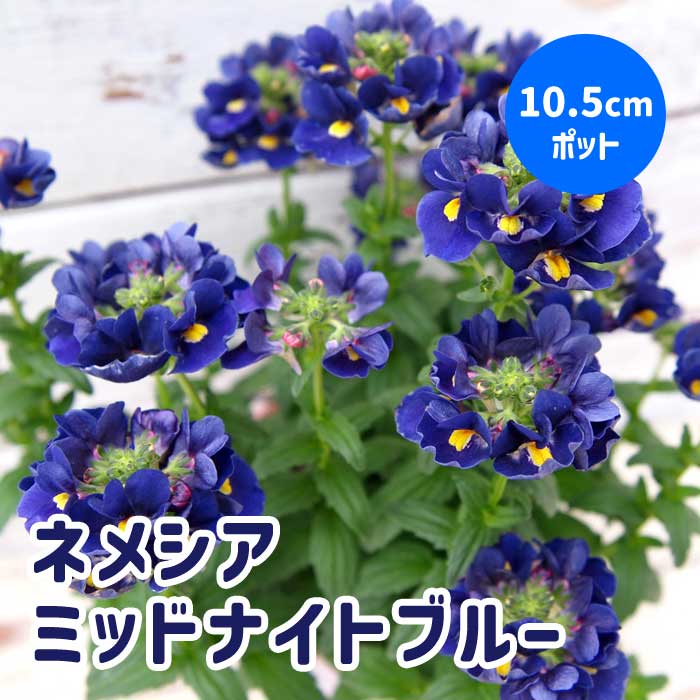 ネメシア メーテル 【 ミッドナイトブルー 】10.5cmポット 苗