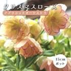 ���ꥹ�ޥ������� �� ���ץꥳ�åȥ��������ȥ� ��ꥯ������ 15����ݥå� �� �Ѵ��� �����ǥ˥� �إ�ܥ륹 �ߥ襷
