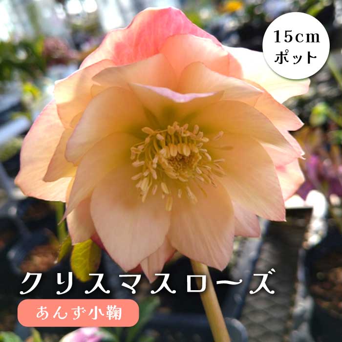 クリスマスローズ 苗 あんず小鞠 メリクロン苗 15cmポット 冬 花壇