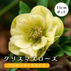 ���ꥹ�ޥ������� �� �����������������ȥ� ��ꥯ������ 15����ݥå� �� �Ѵ��� �����ǥ˥� �إ�ܥ륹 �ߥ襷