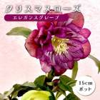 ���ꥹ�ޥ������� �� ���쥬�󥹥��졼��  ��ꥯ������ 15����ݥå� �� ���� �Ѵ��� �����ǥ˥� �إ�ܥ륹 �ߥ襷