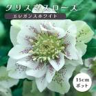 ���ꥹ�ޥ������� �� ���쥬�󥹥ۥ磻�� ��ꥯ������ 15����ݥå� �� ���� �Ѵ��� �����ǥ˥� �إ�ܥ륹 �ߥ襷