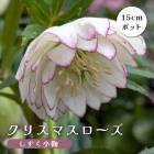 ���ꥹ�ޥ������� �� ���������� ��ꥯ������ 15����ݥå� �� ���� �Ѵ��� �����ǥ˥� �إ�ܥ륹 �ߥ襷