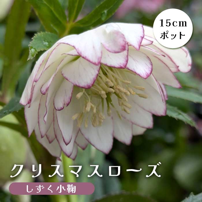 クリスマスローズ 苗 しずく小鞠 メリクロン苗 15cmポット 冬 花壇