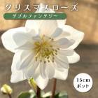 ���ꥹ�ޥ������� �� ���֥�ե��󥿥��� ��ꥯ������ 15����ݥå� �� ���� �Ѵ��� �����ǥ˥� �إ�ܥ륹 �ߥ襷