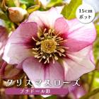 ���ꥹ�ޥ������� �� �ץ��ɡ��� �� ���� ��ꥯ������ 15����ݥå� �� ���� �Ѵ��� �����ǥ˥� �إ�ܥ륹 �ߥ襷