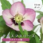 ���ꥹ�ޥ������� �� �ץ��ɡ��� �� �Ĥम ��ꥯ������ 15����ݥå� �� �Ѵ��� �����ǥ˥� �إ�ܥ륹 �ߥ襷