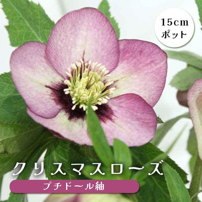 クリスマスローズ 苗 プチドール 紬 つむぎ メリクロン苗 15cmポット