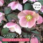 ���ꥹ�ޥ������� �� �ץ��ߥ��� ��ꥯ������ 15����ݥå� �� ���� �Ѵ��� �����ǥ˥� �إ�ܥ륹 �ߥ襷