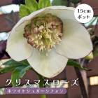 ���ꥹ�ޥ������� �� �ۥ磻�ȥ��奬�����ե��� ��ꥯ������ 15����ݥå� �� ���� �Ѵ��� �����ǥ˥� �إ�ܥ륹 �ߥ襷