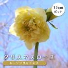 ���ꥹ�ޥ������� �� �ࡼ��ץ�ޥɥ쥹 ��ꥯ������ 15����ݥå� �� ���� �Ѵ��� �����ǥ˥� �إ�ܥ륹 �ߥ襷