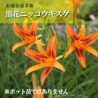 ���� �˥å��������� �庬 1�� ���� �������� ����ƥ��� ������ �߿��� �ɺ��� ¿ǯ�� ���� �֤�����