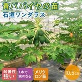 ��ͽ�������ĥѥѥ��� �� �г������饹 10.5����ݥå� ��� �ѥѥ��� �ѥѥ��� �ȥ��ԥ��� ��Ͽ�ʼ��5����ܤ��缡ȯ����