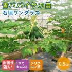�ĥѥѥ��� �� �г������饹 10.5����ݥå� ��� �ѥѥ��� �ѥѥ��� �ȥ��ԥ��� ��Ͽ�ʼ�