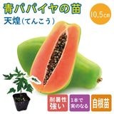 ��ͽ�������ĥѥѥ��� �� ŷ�� 10.5����ݥå� ��� �ѥѥ��� �ѥѥ��� �ȥ��ԥ����5����ܤ��缡ȯ����