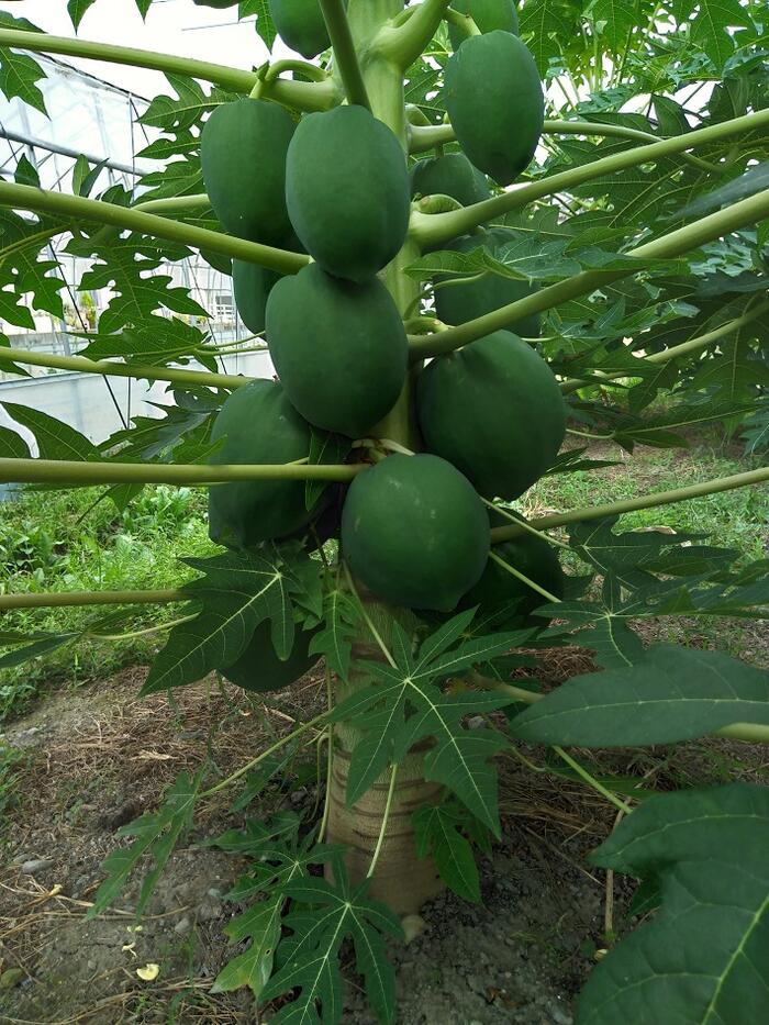 予約・早割】青パパイヤ 苗 天煌 10.5cmポット 野菜 パパイヤ