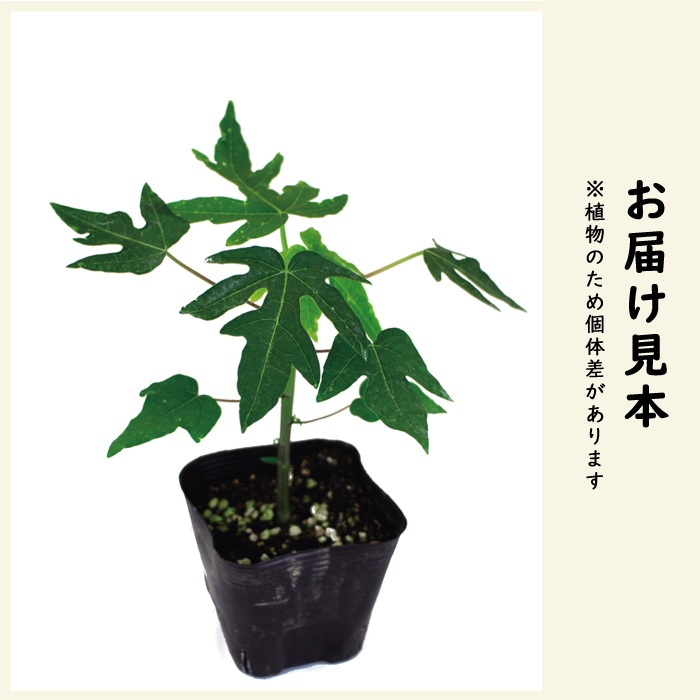 青パパイヤ 苗 天煌 10.5cmポット 野菜 パパイヤ パパイア